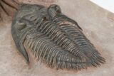 Kettneraspis & Metacanthina Trilobite Association - Lghaft, Morocco #210292-10